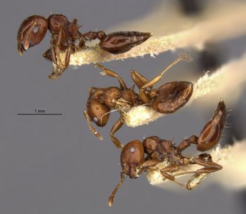 Media type: image;   Entomology 20806 Aspect: habitus lateral view